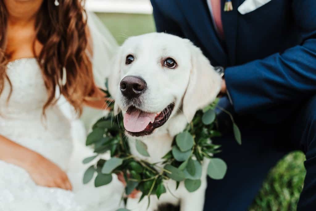 Beloved Pet Dog Wearing Green Floral Crown Wreath Collar by Monarch Events and Design